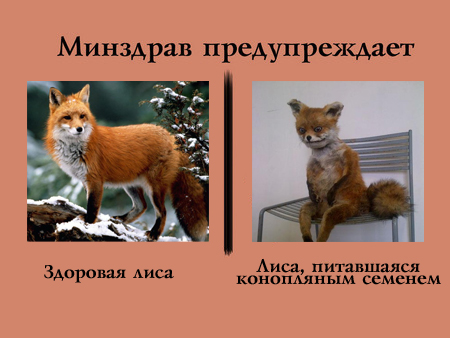 Упоротый лис